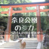 奈良公園のシカ