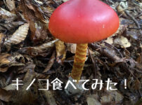 キノコ食べてみた