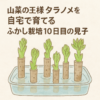 タラノメふかし栽培