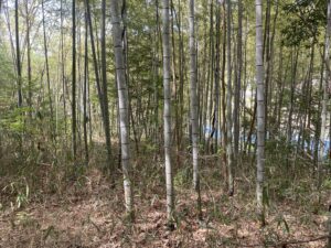 整備前の竹林