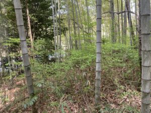 整備前の竹林