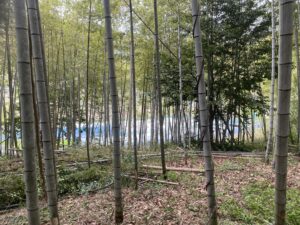 整備後の竹林