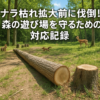 ナラ枯れ伐倒