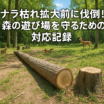ナラ枯れ伐倒