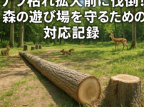 ナラ枯れ伐倒