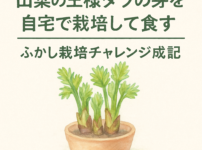 山菜の王様タラの芽を自宅で栽培して食す