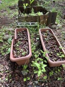 プランターに植えたコシアブラ