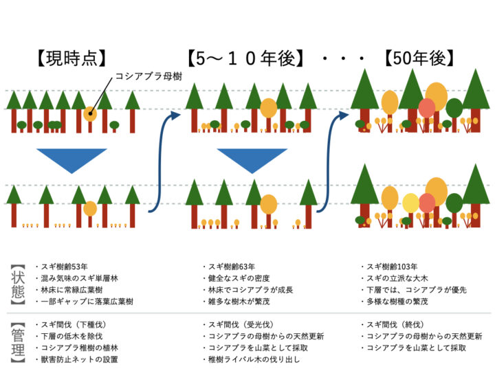 目指す「コシアブラの森」の姿