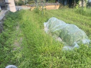 雑草で覆われた畝