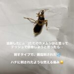 キイロサシガメ