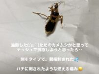 キイロサシガメ