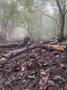 急傾斜な登山道