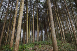 針葉樹人工林の様子